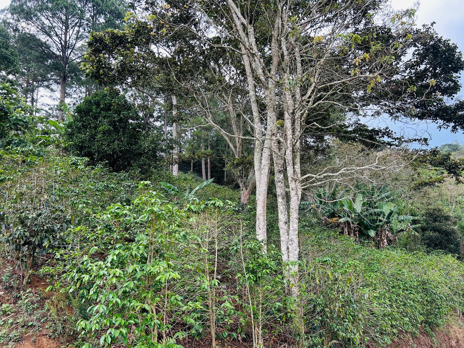 Finca El Balunal