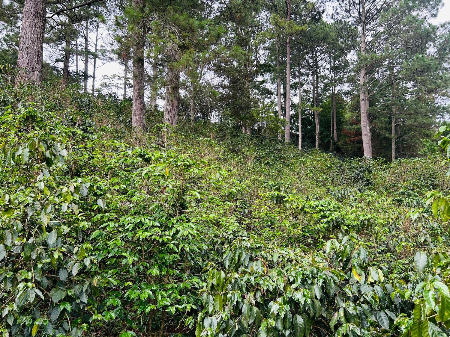 Finca El Balunal